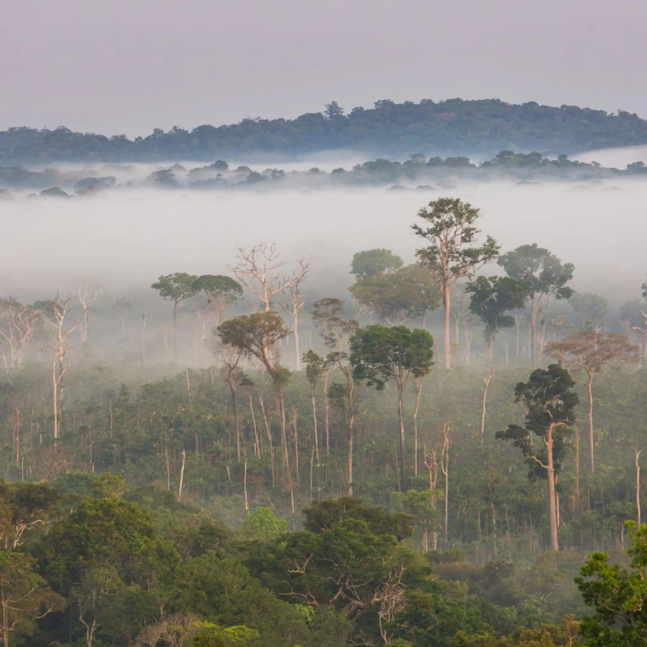 Ökozid als Straftatbestand ins Gesetz? Warum wir aktiv werden müssen.