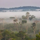 Ökozid als Straftatbestand ins Gesetz? Warum wir aktiv werden müssen.