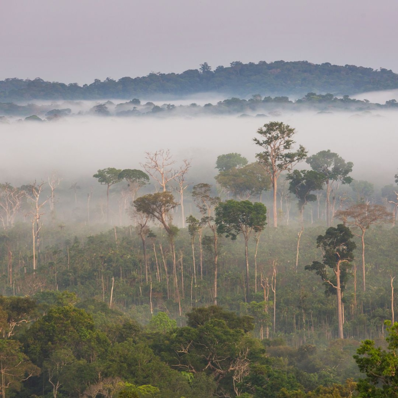 Ökozid als Straftatbestand ins Gesetz? Warum wir aktiv werden müssen.