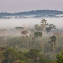 Ökozid als Straftatbestand ins Gesetz? Warum wir aktiv werden müssen.