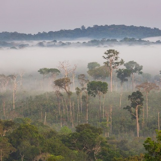 Ökozid als Straftatbestand ins Gesetz? Warum wir aktiv werden müssen.