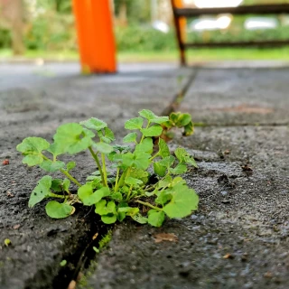 Widerstand als Ressource - wie Ärger den Weg weist