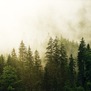 Entwaldungsfreie Produkte: Unternehmensforum