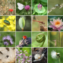 Webinar Artenvielfalt & Unternehmenskultur