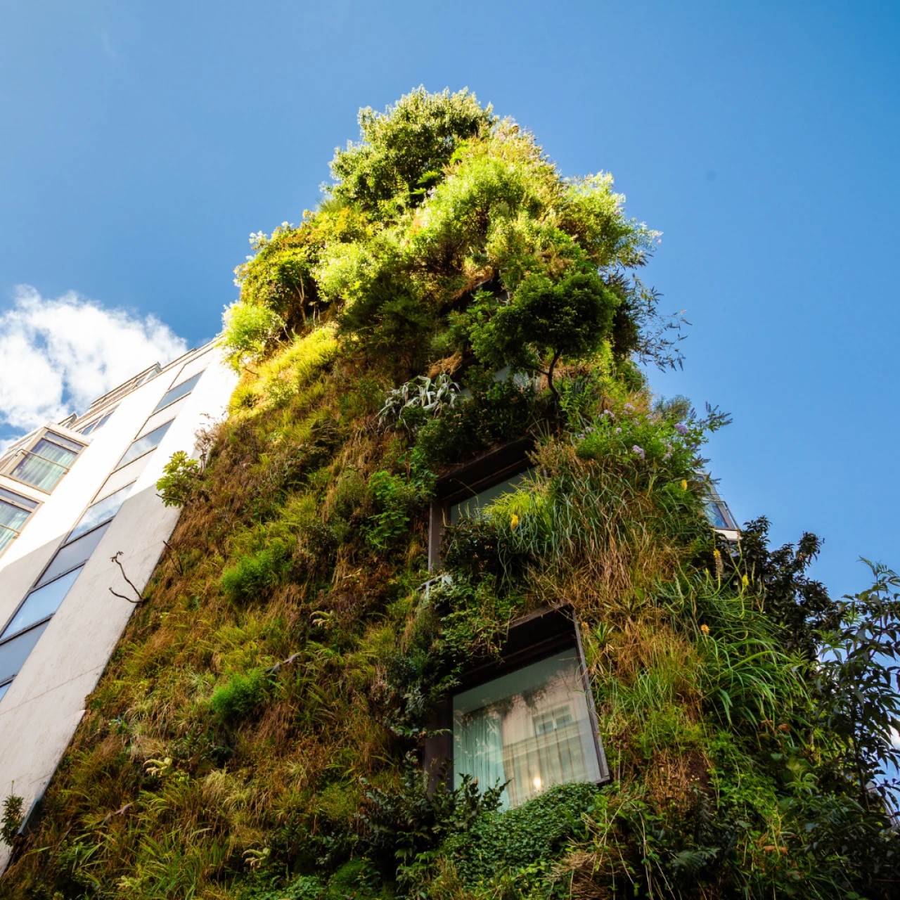 Webinar: Gebäudebegrünung